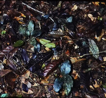 Dorstenia picta, totally cryptic among dead tree leaves on forest floor, Makokou, Gabon