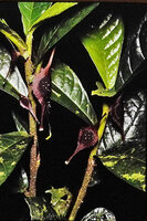 Dorstenia poinsettiifolia, Campo, Cameroon