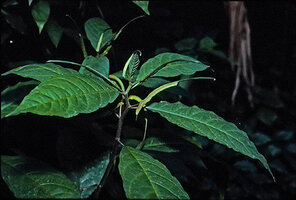 Dorstenia psilurus, Makokou, Gabon