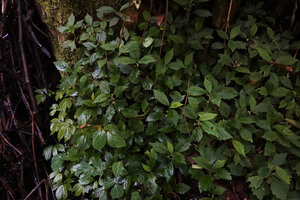 Dorstenia brownii, Elatostema monticola and Hylodesmum repandum in deep shade near a small waterfall, way to Bondwa Peak, 1200 m asl, Uluguru Mts, Tanzania