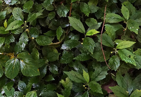 Dorstenia brownii, flowering stems in deep shade in the mist of a small waterfall, way to Bondwa Peak, 1200 m asl, Uluguru Mts, Tanzania