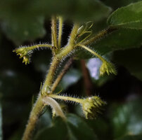 Dorstenia brownii, long narrow stipules and stems, petioles, peduncles and receptacles covered with bristly hairs, way to Bondwa Peak, 1200 m asl, Uluguru Mts, Tanzania