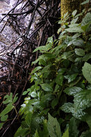 Dorstenia brownii on vertical mossy bank in the spray of a waterfall, way to Bondwa Peak, 1200 m asl, Uluguru Mts, Tanzania