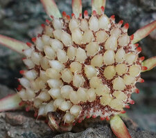 Dorstenia cuspidata, small pink appendages at the periphery of the disk, bright white nuts ready to be expulsed and wilted small purple male flowers between fruits, Kisensegere, Rukwa, 1200 m asl, Tanzania