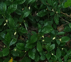 Dorstenia tayloriana, inflorescences with two long opposite filiform appendages, Amboni caves, Tanga, Tanzania