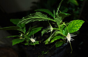 Dorstenia tayloriana, multiple axillary inflorescences, Amboni Caves, Tanga, Tanzania