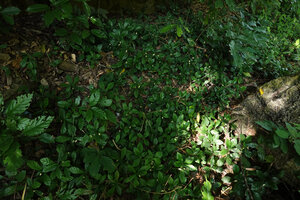 Dorstenia tayloriana, population on rocky forest floor with bright white inflorescences, Amboni caves, Tanga, Tanzania