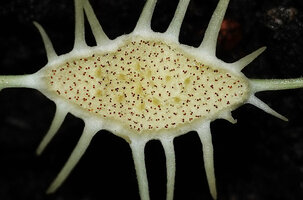 Dorstenia tayloriana, receptacle with brown stamens of the male flowers and female flowers in central yellowish cavities, Amboni Caves, Tanga, Tanzania.