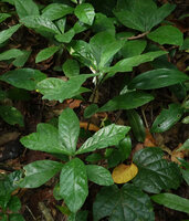 Dorstenia warneckei, irregularly dentate leaves, Ngezi FR, Pemba, Tanzania