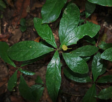 Dorstenia warneckei, leaves and inflorescence, Ngezi FR, Pemba, Tanzania