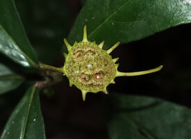 Dorstenia warneckei, receptacle with mature drupaceous fruis ready to mechanically eject the nuts and wilted male flowers, Ngezi FR, Pemba, Tanzania