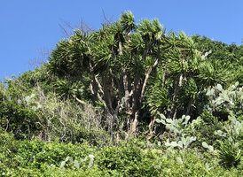 Dracaena cochinchinensis and the invasive Opuntia not exhibiting anemomorphosis due to the apex protection by the sheathing leaves in th Monocot and diffuse apical growth in the cactus, Nui Chua NP, Vietnam