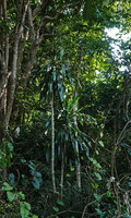 Dracaena aletriformis on the rocky slopes in the forest understory, way to Amani, 400 m asl, East Usambara, Tanzania