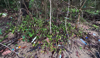 Dracaena braunii along the limit of the beach forest, among plastic rubbish deposited by the sea waves, Kribi, Cameroon