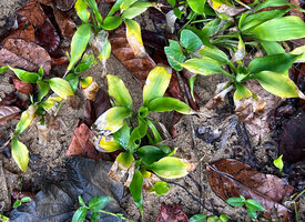 Dracaena braunii, convolute young leaves in the sandy soil along the limit of the beach forest, Kribi, Cameroon