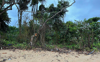 Dracaena braunii covering vegetatively the sandy soil along the limit of the beach forest, Kribi, Cameroon