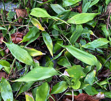 Dracaena braunii leaves along the limit of the beach forest, Kribi, Cameroon
