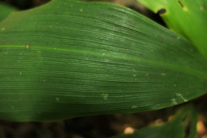 Dracaena cf. bicolor, somewhat plicate leaf due to prominent nerves, Kribi, Cameroun