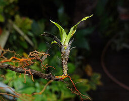 Dracaena braunii, transition between cataphylls and foliage leaves at the distal part of the stolon, Kribi, Cameroon