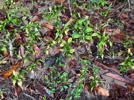 Dracaena braunii, vegetative population on the sandy soil along the limit of the beach forest, Kribi, Cameroon