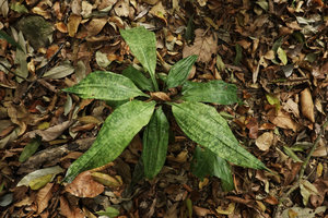 Dracaena cantleyi, dense bicolour patches on the leaf, base of Gunung Raya, Langkawi, Malaysia