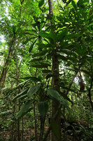 Dracaena cf. goldieana, branched mature individual with long petioles and marbled leaves, Ebodje, Campo, Cameroon