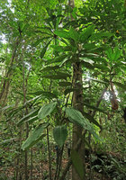 Dracaena cf. goldieana, mature individual with long petioles and marbled leaves, Ebodje, Campo, Cameroon