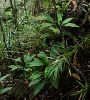 Dracaena chiniana, small population on ultramafic rocky slope, Mount Silam, Lahad Datu, Sabah, Borneo