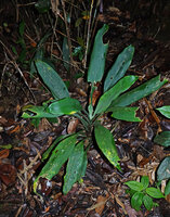 Dracaena chiniana, thick textured glaucous leaves, Mount Silam, Lahad Datu, Sabah, Borneo