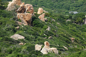 Dracaena cochinchinensis vertically emerging from the Dicots trees and shrubs shaped by the strong winds inducing anemomorphosis, Nui Chua NP, Vietnam