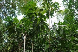 Dracaena elliptica in perturbated forest understory, Sukau, Kinabatangan, Sabah, Borneo