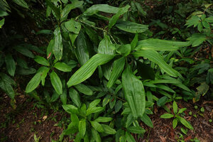 Dracaena elliptica, intermittent growth of a young individual with succession of tufted leaves in forest understory, Sukau, Kinabatangan, Sabah, Borneo