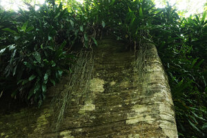 Dracaena fragrans and Rhipsalis baccifera hanging from the top of a gneiss cliff, Emau Hill, Amani, East Usambara, Tanzania