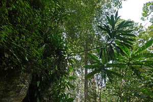 Dracaena fragrans emerging from a vertical cliff, Emau Hill, Amani, East Usambara, Tanzania