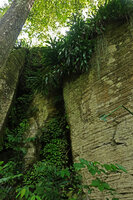 Dracaena fragrans hanging from the ledge of a gneiss cliff covered in most shaded parts by Streptocarpus ionanthus subsp. grotei, Emau Hill, Amani, East Usambara, Tanzania
