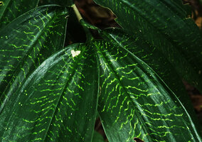 Dracaena laxissima, a brightly golden striped leaf form, these different golden striped forms have been collectively named forma aureilicia, Ngezi FR, Pemba, Tanzania
