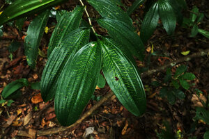 Dracaena laxissima, a variegated leaf form which has been named forma aureilicia, Ngezi FR, Pemba, Tanzania