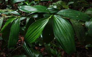 Dracaena laxissima, golden striped leaf form, Ngezi FR, Pemba, Tanzania