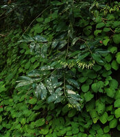 Dracaena laxissima, hanging flowering stems above Streptocarpus ionanthus subsp. grotei, Emau Hill, Amani, East Usambara, Tanzania