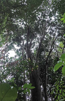 Dracaena maingayi crown in the forest canopy, Bukit Timah, Singapore