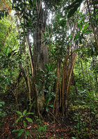 Dracaena maingayi, main trunk and basal offshoots, Bukit Timah, Singapore