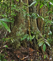Dracaena maingayi, trunk base with buttressed roots, Bukit Timah, Singapore