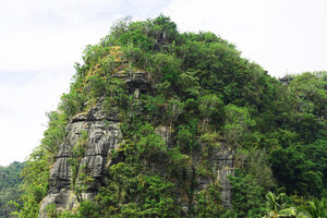 Dracaena multiflora and Dicot trees along the cliff of a karst tower, Rammang Rammang, Maros, South Sulawesi