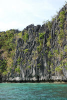 Dracaena multiflora and dicot trees on vertical karst cliff, El Nido Palawan, Philippines