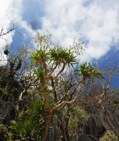 Dracaena multiflora, branched individual with terminal infructescences, El Nido Palawan, Philippines