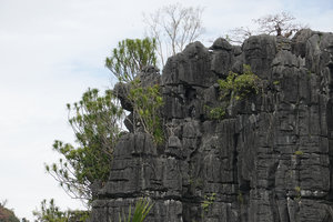 Dracaena multiflora, individuals at the top of a karst tower, Rammang Rammang, Maros, South Sulawesi