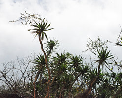 Dracaena multiflora, maturing infructescences, El Nido, Palawan, Philippines