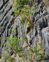 Dracaena multiflora, multi-stemmed individuals on vertical karst cliff, El Nido, Palawan, Philippines