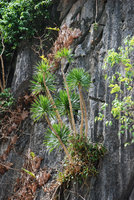 Dracaena multiflora on vertical karst cliff, El Nido Palawan, Philippines