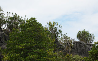 Dracaena multiflora, population of flowering and non flowering individuals at the top of a karst tower, Rammang Rammang, Maros, South Sulawesi